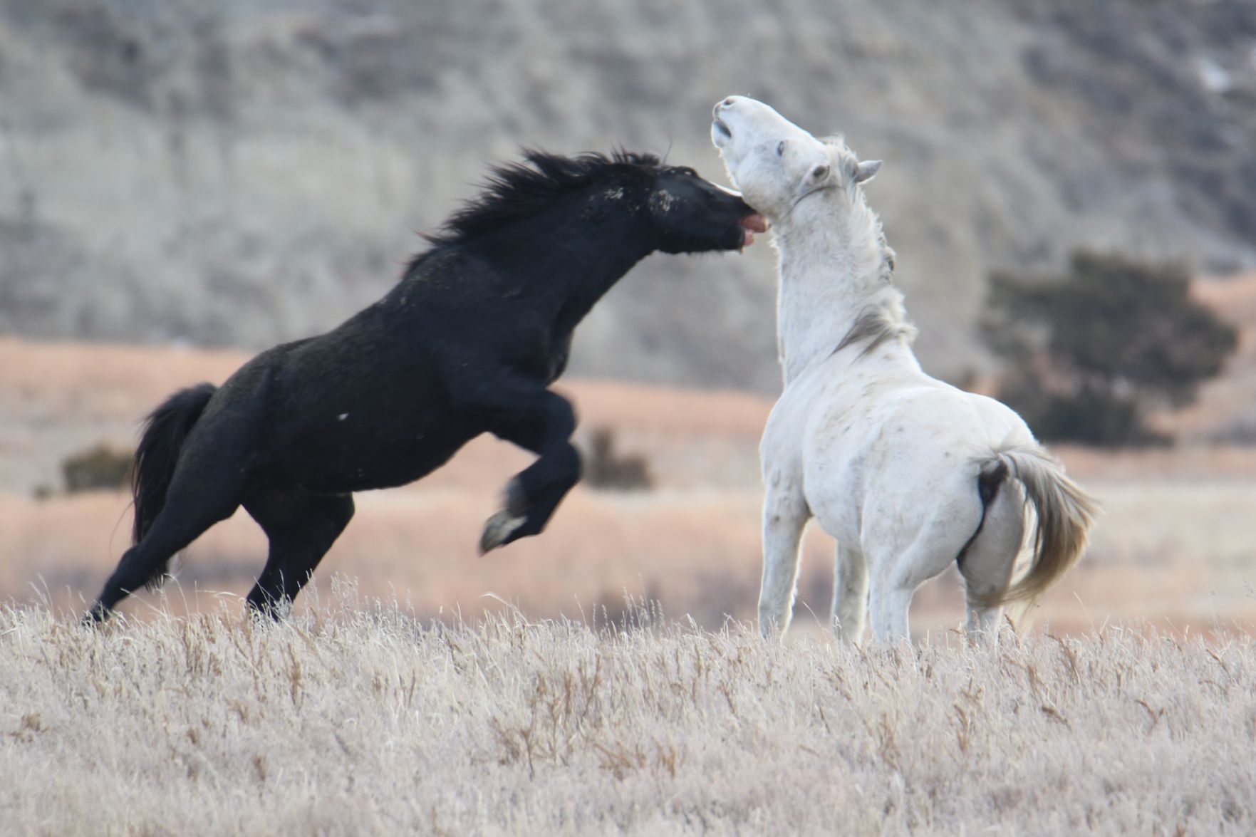 Fighting Stallions